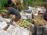 Asaja alerta de una oleada de robos de mangos en explotaciones agrarias de la Axarquía