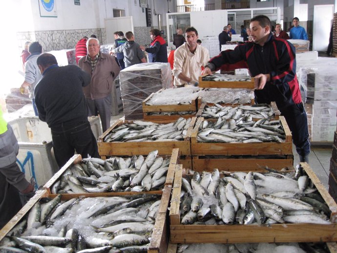 Cajas de pescado en la lonja de Adra