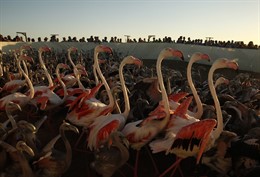 Flamencos en la Laguna de Fuente de Piedra