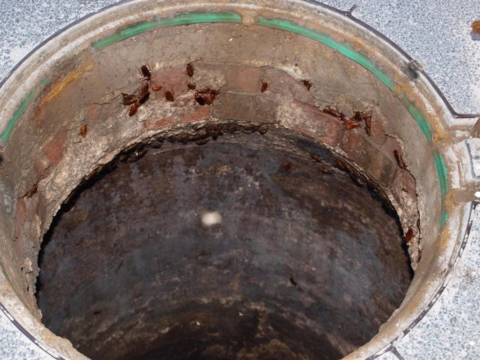 Cucarachas en alcantarillas