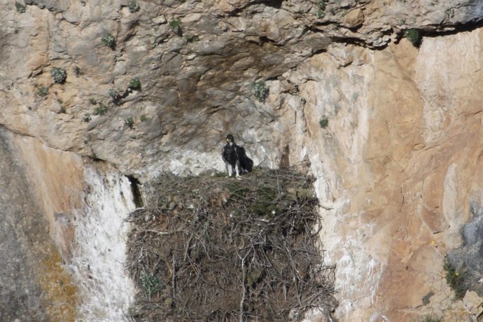 Ejemplar de águila real