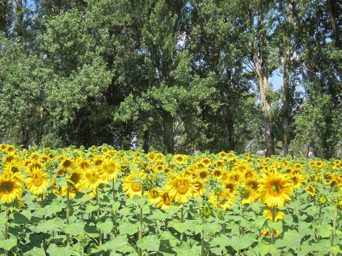 Campo De Girasoles, Aceite De Girasol, Pipas