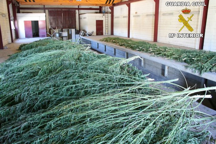 Marihuana incautada por la Guardia Civil