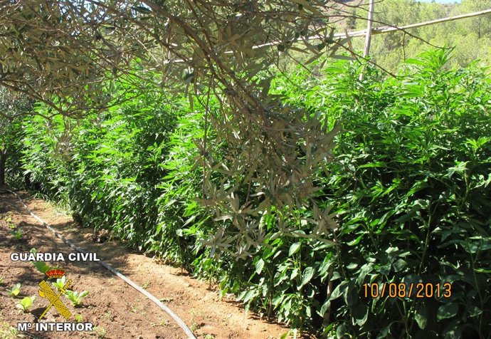 Plantas de marihuana intervenidas