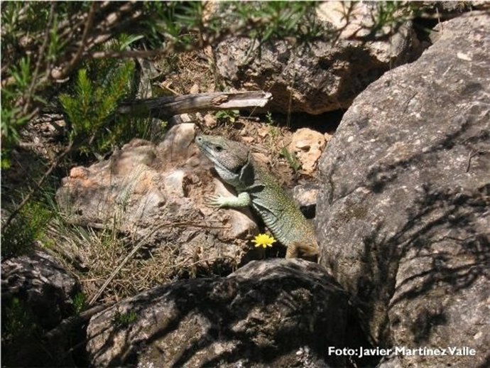 FAUNA  DEL PARQUE NATURAL
