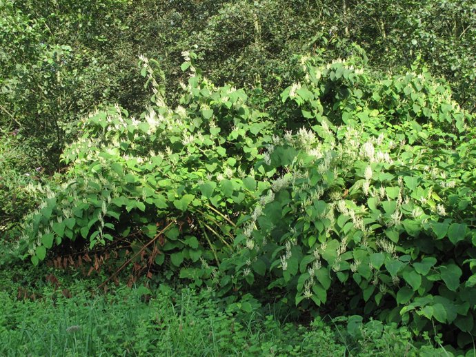 Proliferación del bambú japonés