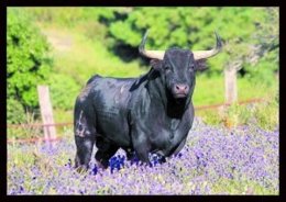 Toro