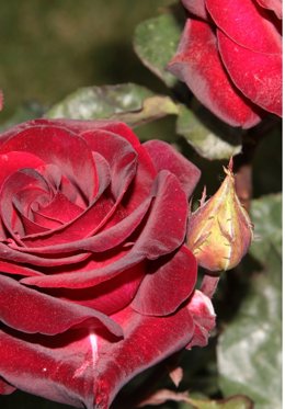 Imagen de la muestra 'Rosas'