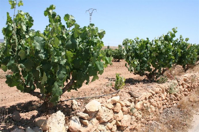 Viñas en la provincia de Alicante