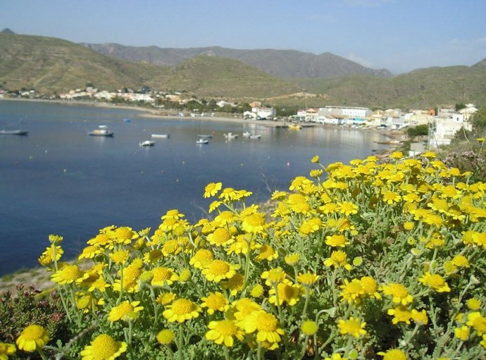 MANZANILLA DE ESCOMBRERAS (ANTHEMIS CHRYSANTA) EN LA AZOHIATFGP.