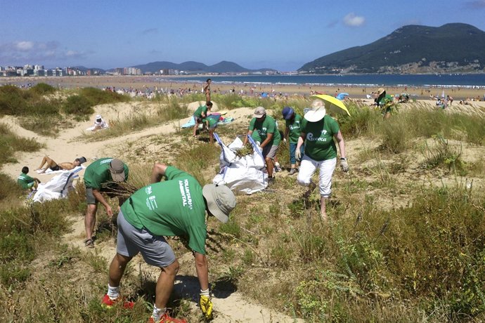 Voluntarios retiran flora invasora en la playa de Laredo 