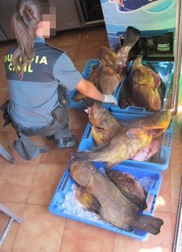La Guardia Civil decomisa más de 600 kilos de pescado no apto para el consumo 