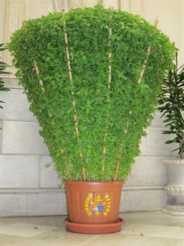 Alfábega criada en Bétera (Valencia) regalada al Ayuntamiento de Valencia 