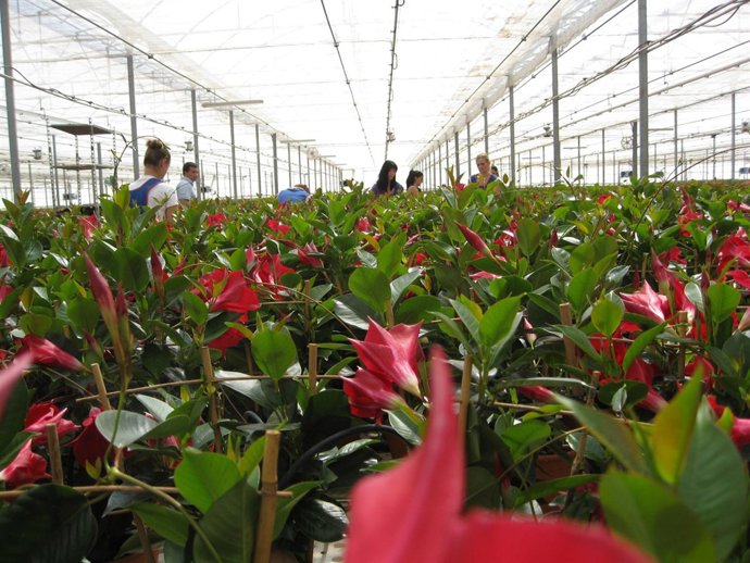 Interior de un semillero de Níjar, con plantas de dipladenia