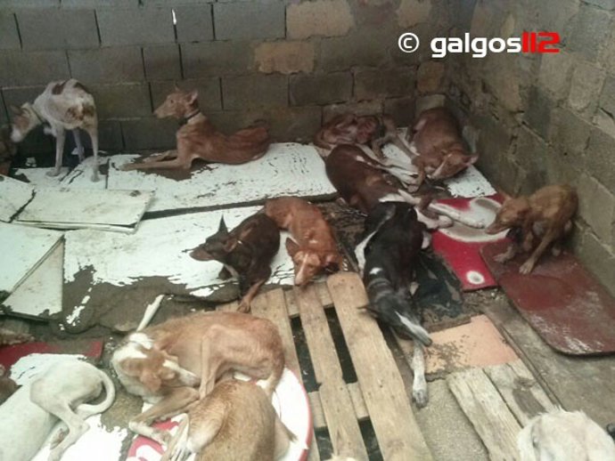 Podencos intervenidos