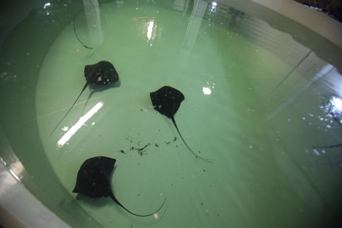 Ejemplares de peces raya que se recuperan en l'Oceanogràfic