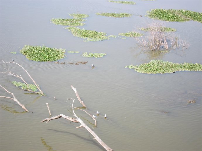 Pájaros, Aves Acuáticas, Humedal, Río, Patos