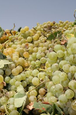 Vendimia