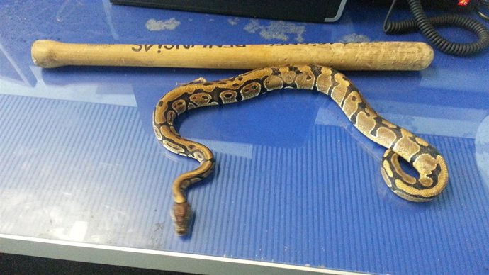 Serpiente pitón hallada en la cocina de una vivienda de Alboraia (Valencia)
