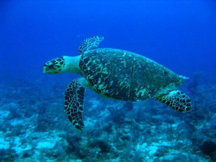Tortuga carey