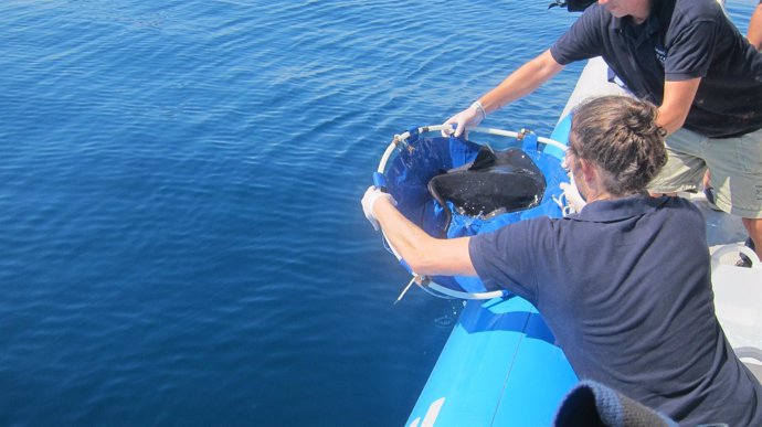 Técnicos del Oceanogràfic devuelven uno de los ejemplares de peces raya