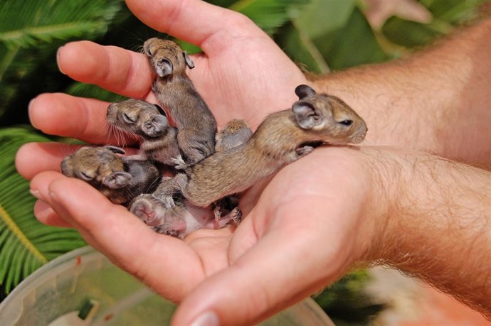 Crías de ratón de cola de pincel nacidas en Terra Natura