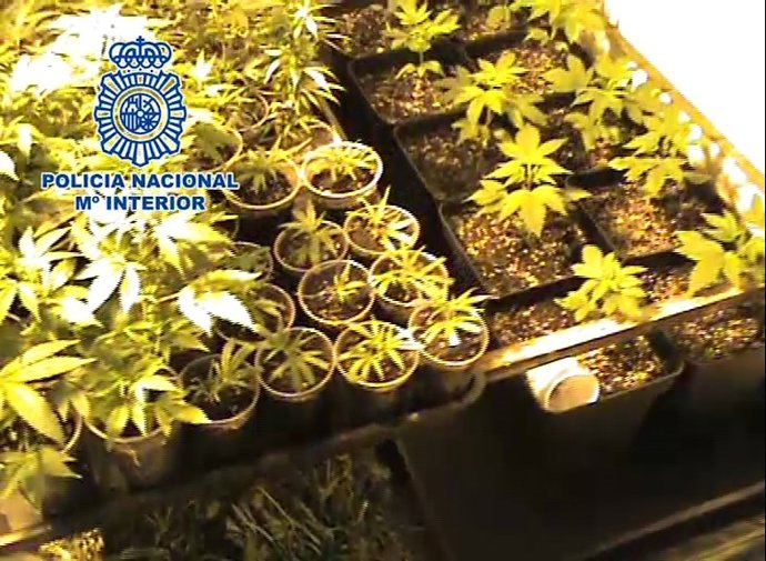 Marihuana incautada en la operación Britania