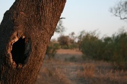 Recurso de madera para biomasa