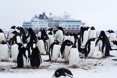Pingüinos en la nieve