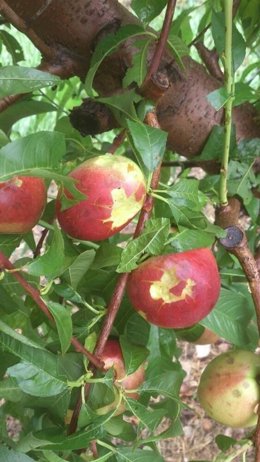 Fruta afectada por la granizada