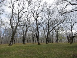 Bosque De Árboles, Robles