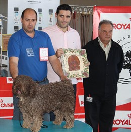 Imagen del certamen canino