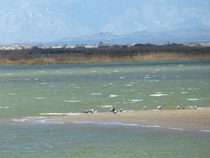 Aves en el Delta del Ebro