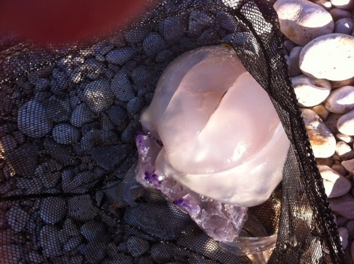 Imagen de archivo de una medusa capturada en una playa de Jávea