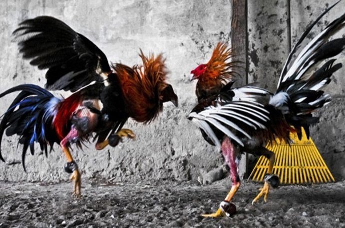 Detenida la princesa Irina de Rumanía y su marido por organizar peleas de gallos