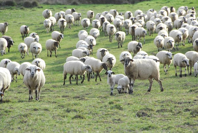 Ganadería ecológica