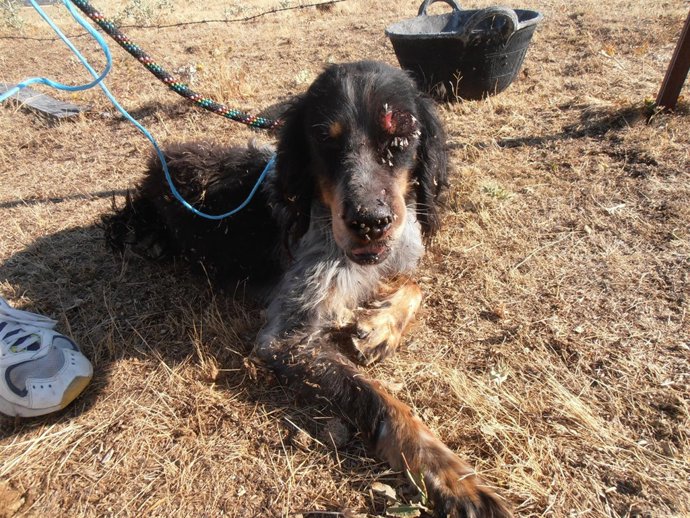 Animal de caza hallado en Ávila