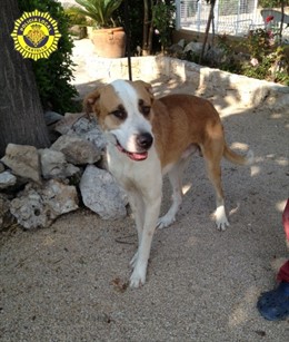 El perro causante de los ataques