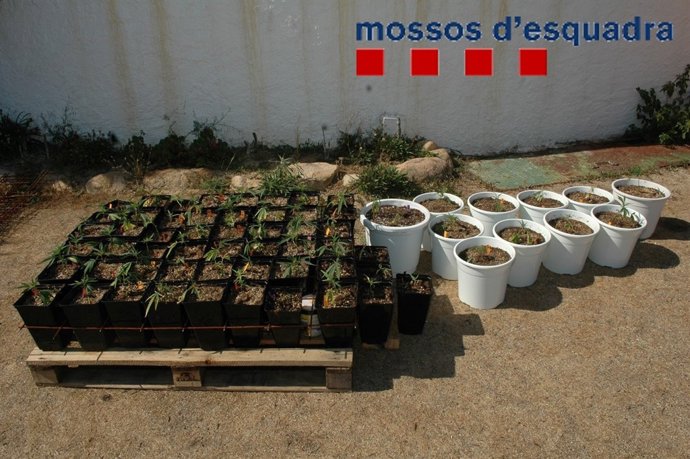 Plantas de marihuana decomisadas en Argentona
