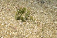 Erradicada un alga invasora en una reserva natural de Posidonia del parque  de Cabo de Gata-Níjar