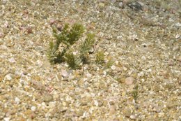 Ejemplar del alga exótica invasora Caulerpa racemosa