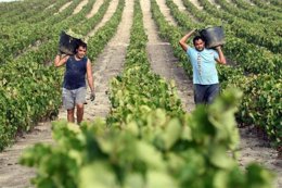 Unos trabajadores en una vendimia en imagend e archivo