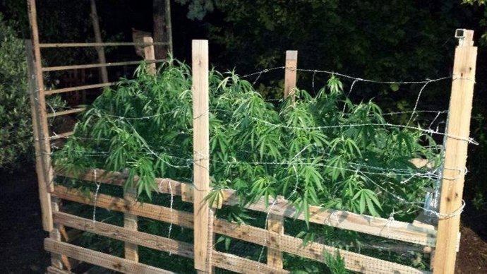 Plantas de marihuana en Logroño