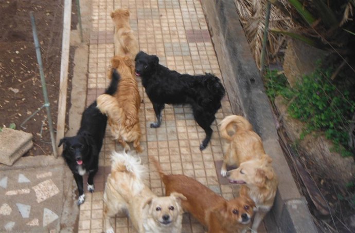 La Policía Local retira quince perros de una vivienda