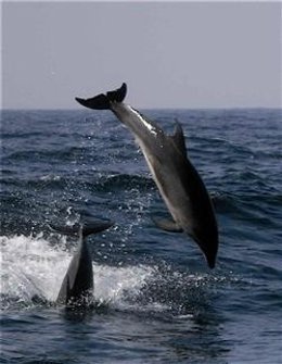 Delfines