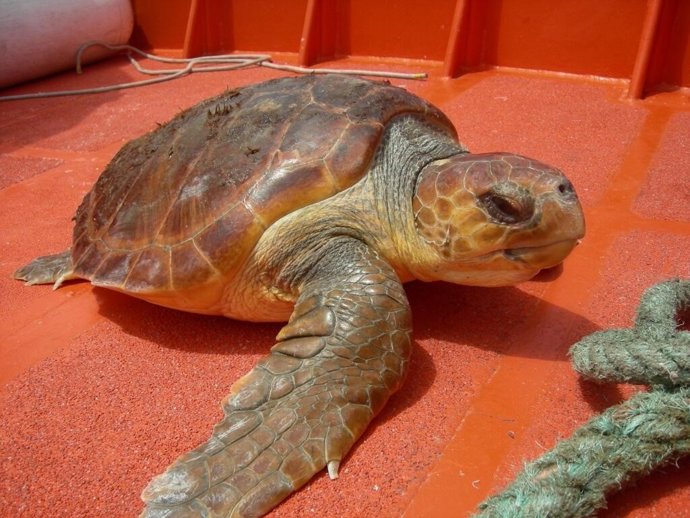 Salvamento Marítimo rescata a una tortuga herida en Playa San Juan