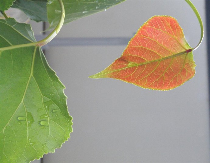 Una planta con humedad