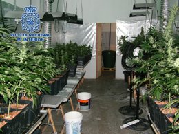 Marihuana intervenida por la Policía Nacional
