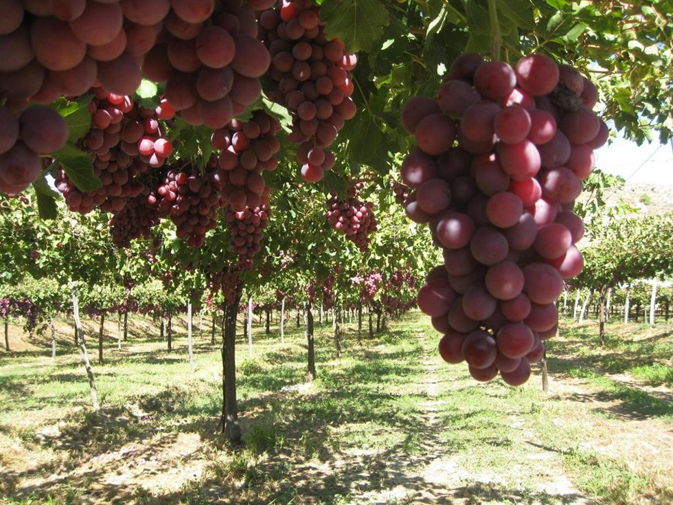 Uvas, Variedad 'Red Globe'
