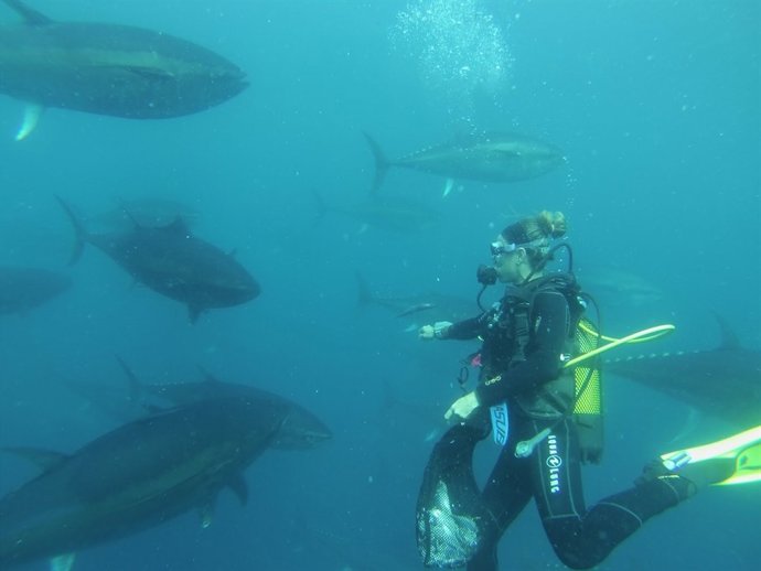 Buceo con botellas de oxígeno entre atunes rojos